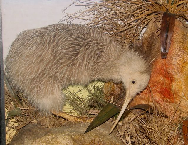 buttkiwi2 [640x480].jpg